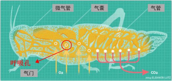 為什么蟑螂碰到洗發(fā)水會當(dāng)場死亡？