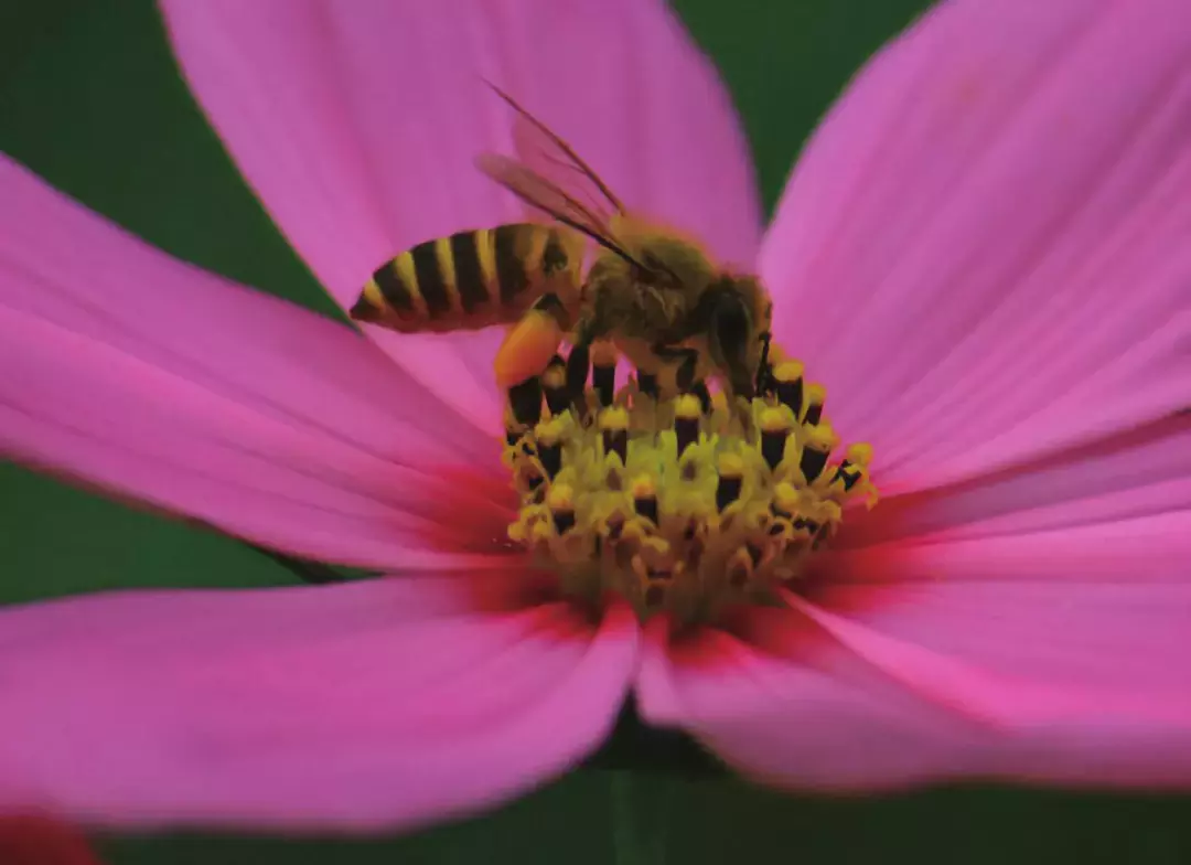 如何區分黃蜂、蜜蜂、馬蜂、胡蜂……各種蜂？